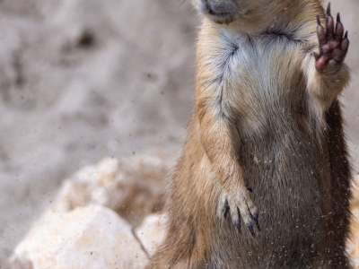 Black-tailed prairie dog - De Zonnegloed - Animal park - Animal refuge centre 